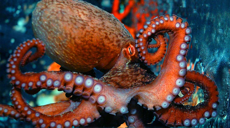octopuses